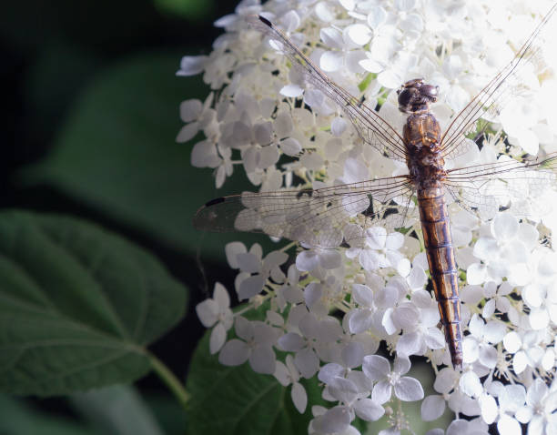 A large dragonfly sits on the inflorescence of a white hydrangea close-up. Macro shot of small flowers and insect wings