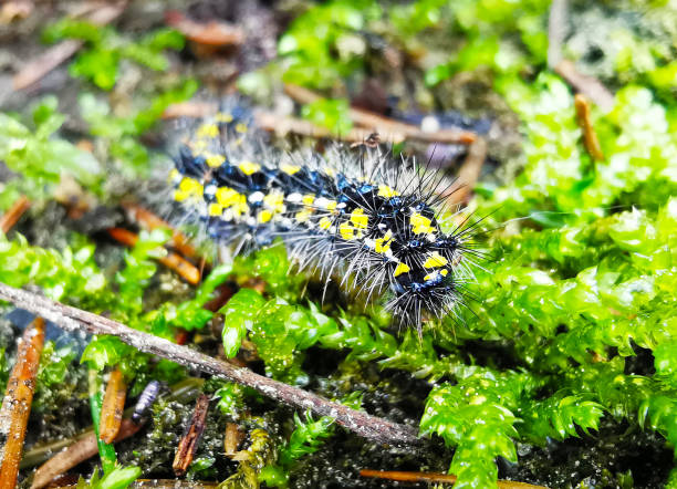 Caterpillar - Scarlet Tiger Moth (Callimorpha dominula, Schönbärraupe) in the forest
