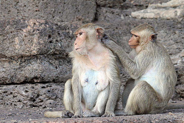 Scimmia gode di ricerca di eventuali errori - foto stock