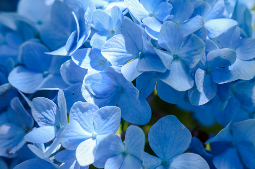 Blue hydrangea flowers in a garden with drops of water in close up