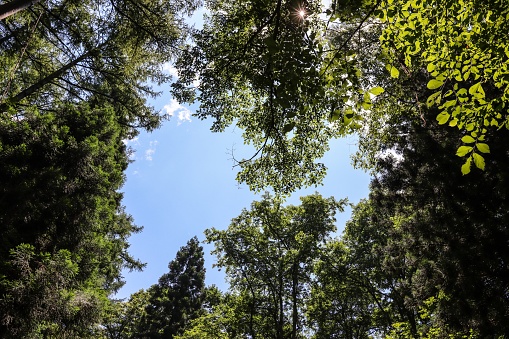 Look up at the tall trees in the forest