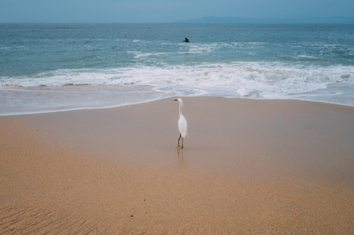 Rear view of a white heron on a beautiful beach on the tropical Pacific coast of Mexico