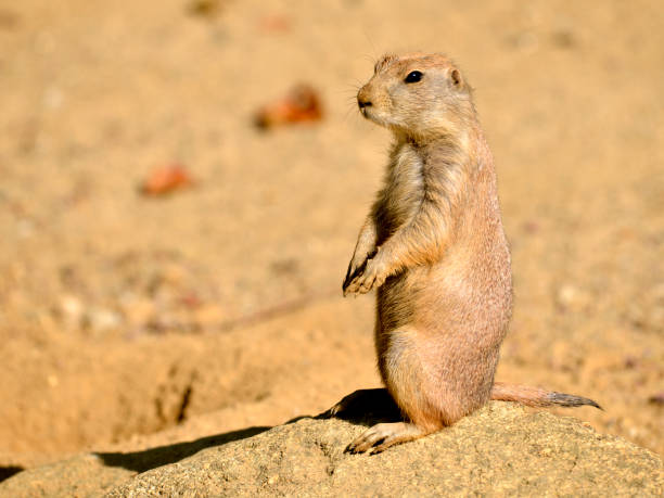 istock Black-tailed Prairie Dog standing on rock 1407480852