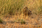 Camouflage Wild short eared owl or Asio flammeus bird portrait on ground in grass at forest reserve or national park of india asia