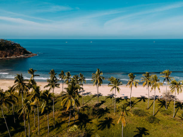 Beautiful beach scene featuring palm trees, sand, and ocean