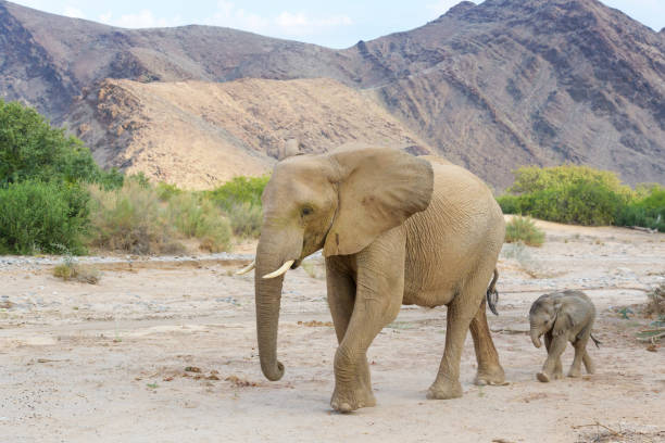 African Elephant (Loxodonta africana), desert adapted elephant African Elephant (Loxodonta africana), desert-adapted elephant mother with calf, walking in dried riverbed, Hoanib desert, Kaokoland, Namibia. kaokoveld stock pictures, royalty-free photos & images