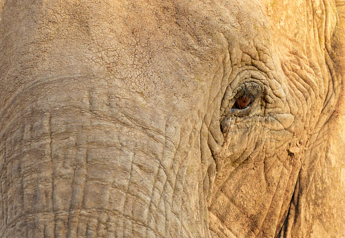 African Elephant (Loxodonta africana), desert adapted elephant eye close up portrait, Hoanib desert, Kaokoland, Namibia.