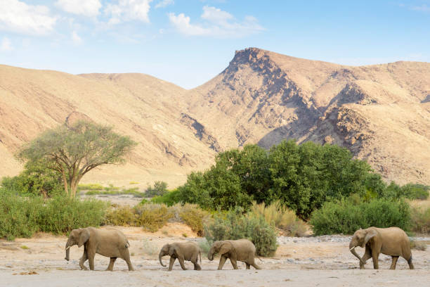 elefante africano (loxodonta africana), elefante adaptado al desierto - wild abandon fotografías e imágenes de stock