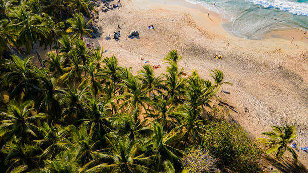 istock Beautiful sandy beach with waves and palm trees 1407486837