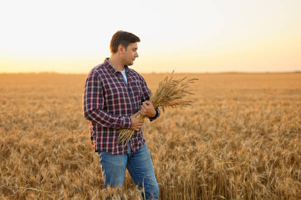 istock Satisfied young farmer with a bunch of ripe wheat 1407486969