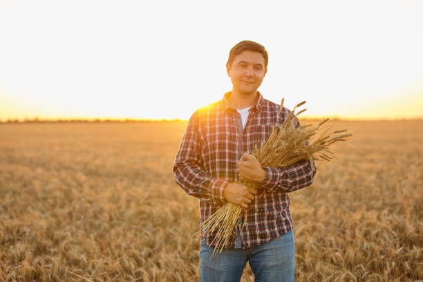 istock Satisfied young farmer with a bunch of ripe wheat 1407486995