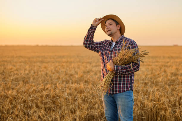 istock Satisfied young farmer with a bunch of ripe wheat 1407487022