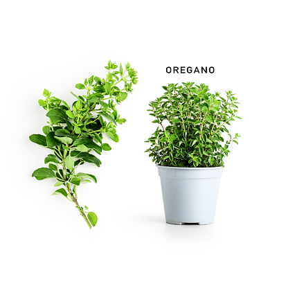 Oregano herbs in gray flower pot isolated on white background. Bunch of marjoram. Creative composition. Floral design element. Healthy eating and herbal medicine concept