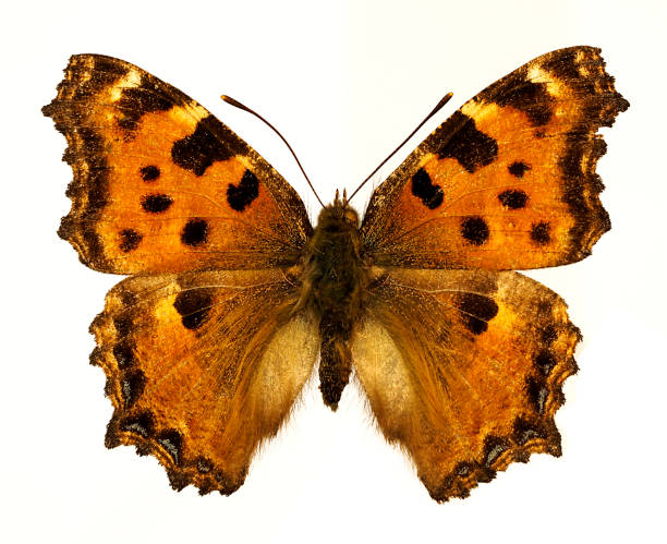 istock Isolated Blackleg Tortoiseshel butterfly 1407487325