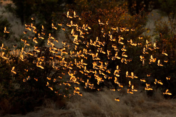 Red-billed queleas (Quelea quelea) flying at sunset, Etosha National Park, Namibia Flock of red-billed queleas (Quelea quelea) flying at sunset, Etosha National Park, Namibia red billed quelea stock pictures, royalty-free photos & images