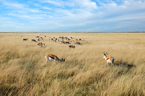 Springbok antelopes (Antidorcas marsupialis) in open grassland, Etosha National Park, Namibia