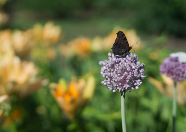 An alpine meadow filled with red clover (Trifolium pratense) a pink and white spring flower. A butterfly is perched on one of the flowers