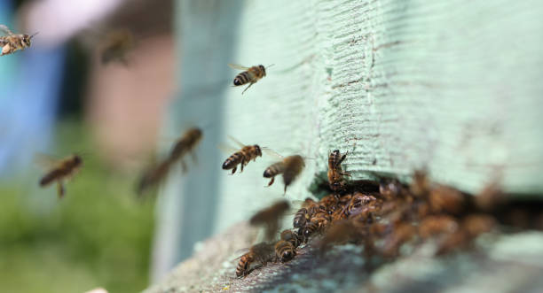 istock Bee collects nectar in bee hive closeup 1407487807