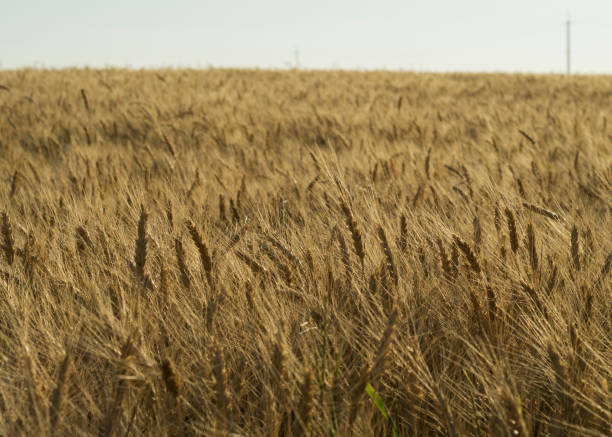 istock spikelets in the wheat field 2 1407487816