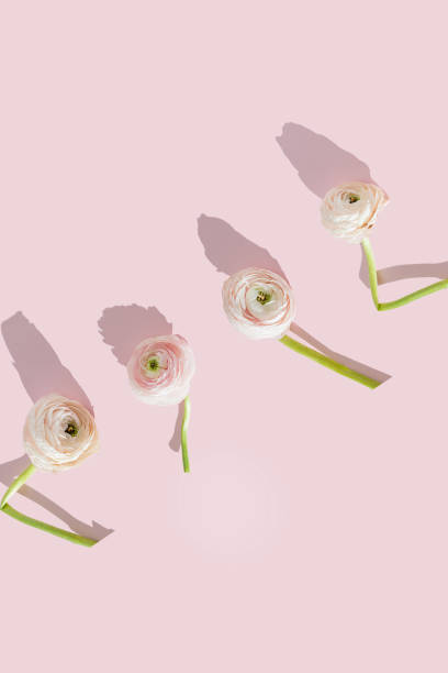 istock Beautiful elegant white and pink ranunculus flower with bent stem, withered petals on a pink background with sharp shadows. Floral and botany wallpaper with copy space. 1407488401