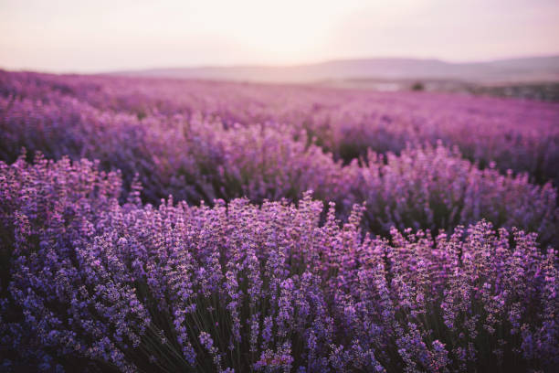 istock Close up lavender flowers in beautiful field at sunset. 1407488664