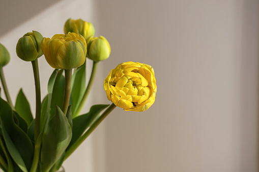 Yellow tulip flowers with green stems and leaves in a glass vase on a light shadow white wall and window background. Creative floral botany wallpaper. Minimal creative greeting card.