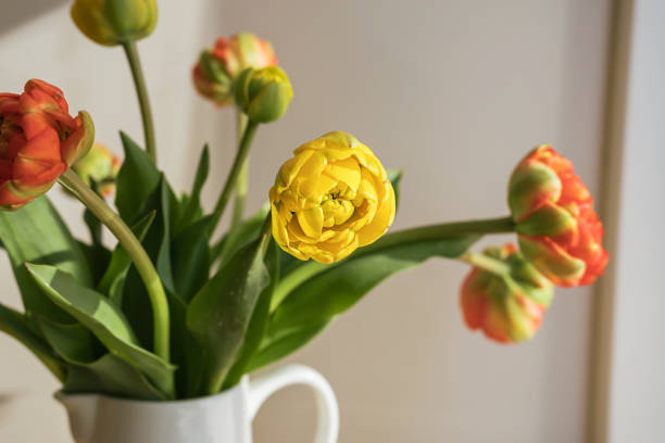 żółte czerwone kwiaty tulipanów z zielonymi łodygami i liśćmi w białym ceramicznym dzbanie na jasnym cieniu biała ściana i tło okna. kreatywna tapeta botaniki kwiatowej. minimalna kreatywna kartka z życzeniami. - growth tulip cultivated three objects zdjęcia i obrazy z banku zdjęć