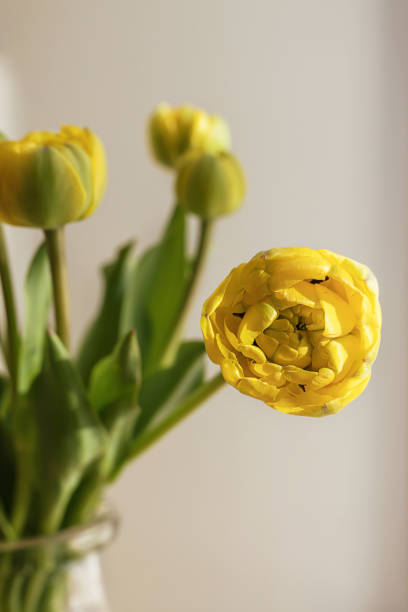 밝은 그림자 흰색 벽과 창문 배경에 유리 꽃병에 녹색 줄기와 잎이있는 노란색 튤립 꽃. 창조적 인 꽃 식물학 벽지. 최소한의 창조적 인 인사말 카드. - growth tulip cultivated three objects 뉴스 사진 이미지