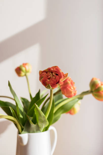 pomarańczowo-czerwone kwiaty tulipanów z zielonymi łodygami i liśćmi w białym ceramicznym dzbanie na jasnym cieniu biała ściana i tło okna. kreatywna tapeta botaniki kwiatowej. minimalna kreatywna kartka z życzeniami. - growth tulip cultivated three objects zdjęcia i obrazy z banku zdjęć