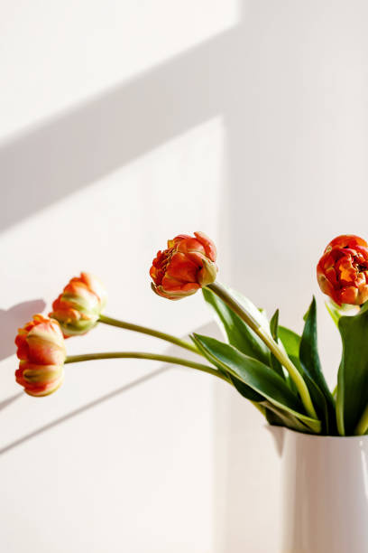 녹색 줄기와 잎이있는 오렌지색 빨간색 튤립 꽃은 그림자 흰색 벽 배경이있는 빛에 흰색 세라믹 투수로 나타납니다. 창조적 인 꽃 식물학 벽지. 최소한의 창조적 인 인사말 카드 아이디어. - growth tulip cultivated three objects 뉴스 사진 이미지