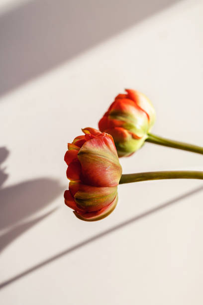 dos flores de tulipán rojo anaranjado con tallos verdes sobre una luz con sombra blanca pared y fondo de ventana. papel pintado creativo de botánica floral. mínima idea creativa de tarjeta de felicitación. - growth tulip cultivated three objects fotografías e imágenes de stock