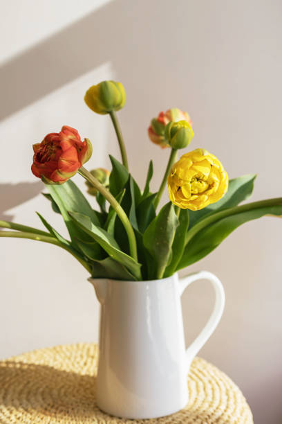 밝은 그림자 흰색 벽과 창문 배경에 흰색 세라믹 투수에 녹색 줄기와 잎이있는 노란색 빨간색 튤립 꽃. 창조적 인 꽃 식물학 벽지. 최소한의 창조적 인 인사말 카드. - growth tulip cultivated three objects 뉴스 사진 이미지