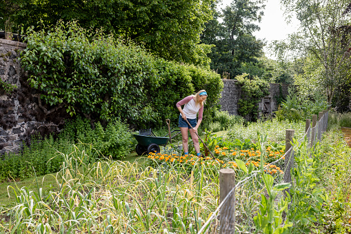 A wide angle view of a woman with a wheelbarrow tending to her garden and keeping it nice and neat. The garden is on her farm in Alnwick in the North East of England.