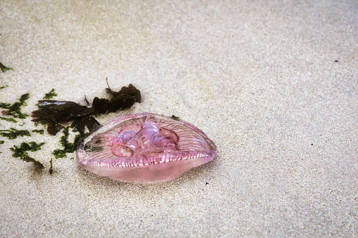 Dead jellyfish on the sand of a northern shore.