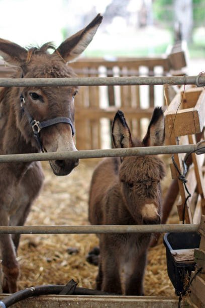 istock Donkey mom and her son on a farm. 1407489921