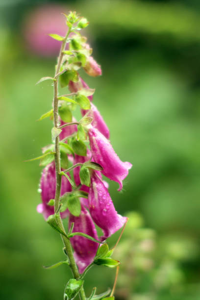Beautiful plants in a naturalistic park. Elegance and beauty of nature.