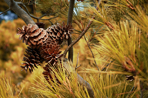 Elements of nature. Pine needles and outdoor living. Vegetation protection and climatic emergency.