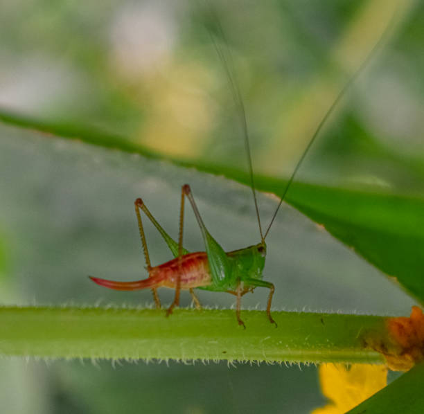 istock Asian Conocephalus Strictus Female (Grasshopper) 1407490039