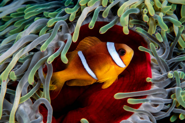istock Anemonefish over red sea anemone 1407490385