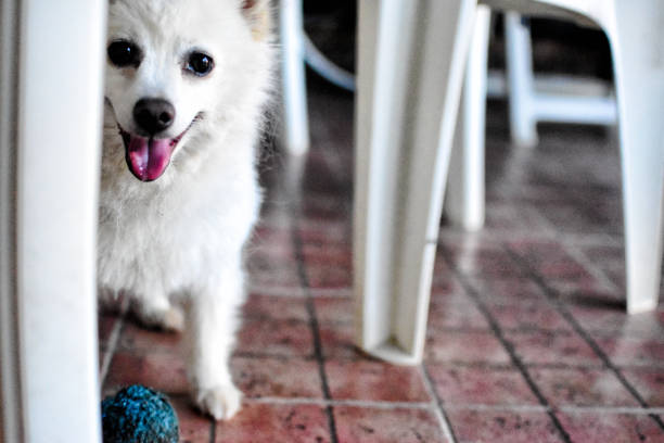 Dog in yard
