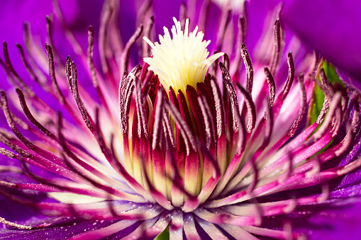 Close-up on on the flower of an Asian clematis plant
