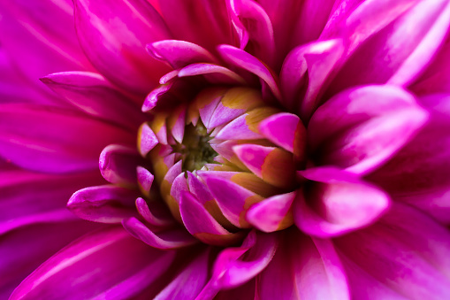 Close-up on the flower of a dahlia plant