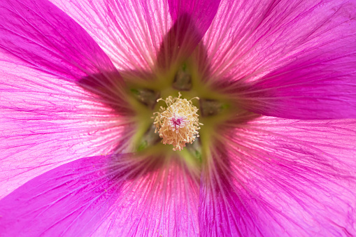 Close-up on the flower of a hollyhock plant