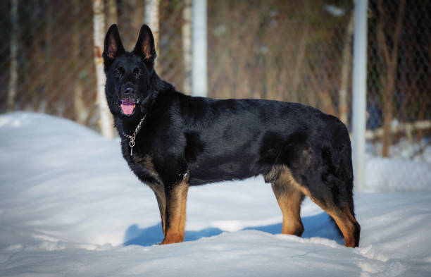 Black german shepherd winter portrait stock photo