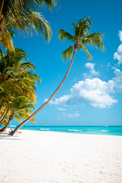 istock Tropical white sand beach with palms and sea 1407492308