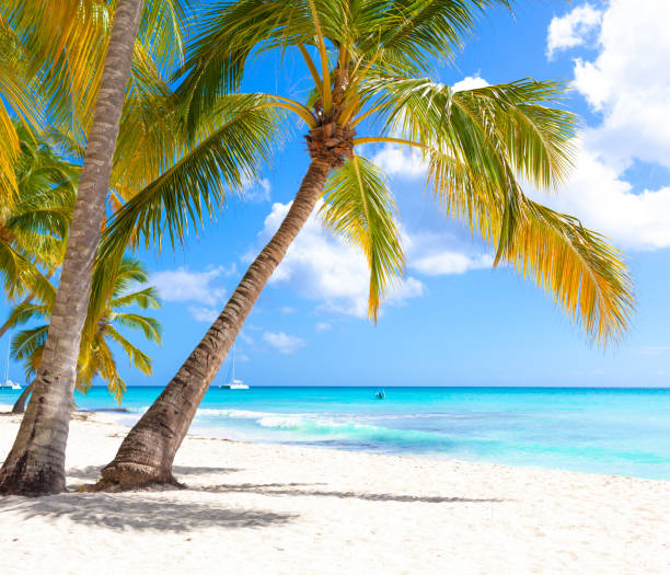 istock Tropical white sand beach with palms and sea 1407492643