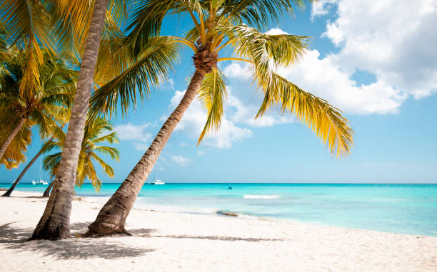 istock Tropical white sand beach with palms and sea 1407492764