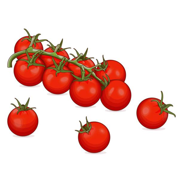 ilustrações, clipart, desenhos animados e ícones de ramo de tomates de cereja vermelha para banners, panfletos, cartazes, redes sociais. vegetais orgânicos frescos e saudáveis, diet e vegetarianos. estilo desenho animado. ilustração do vetor isolada em fundo branco. - cherry tomato tomato white background vegetable