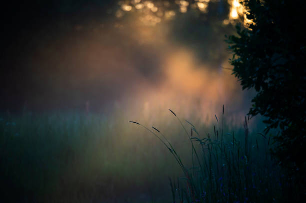 Silhouettes of ears of corn on the background of the sun's rays of the setting sun in foggy light. Warm shades of a quiet summer evening. Natural background.