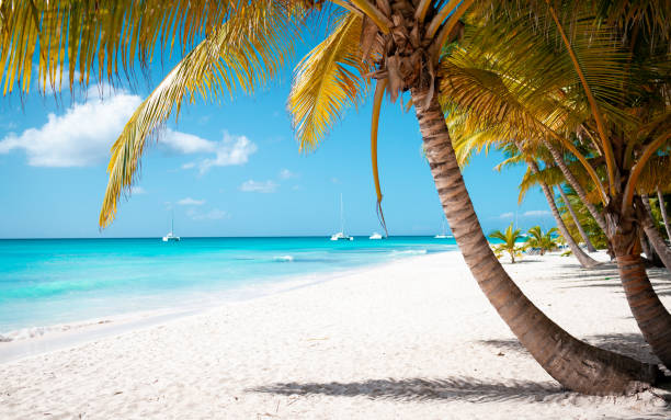 istock Tropical white sand beach with palms and sea 1407492895
